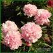 Pink Radiance. Wild'1958, USA. 248 фото 2