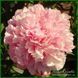 Pink Radiance. Wild'1958, USA. 248 фото 1