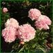 Pink Radiance. Wild'1958, USA. 248 фото 3