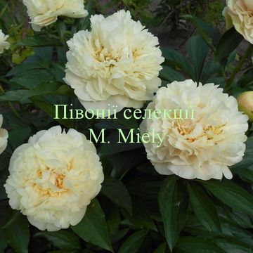 Peonies selected by M. Miely