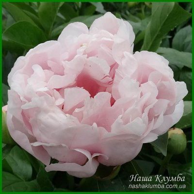 Pink Vanguard. Seidl/Hollingsworth'2005, USА. 249 фото