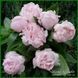 Pink Vanguard. Seidl/Hollingsworth'2005, USА. 249 фото 2