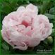 Pink Vanguard. Seidl/Hollingsworth'2005, USА. 249 фото 1