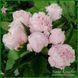 Pink Vanguard. Seidl/Hollingsworth'2005, USА. 249 фото 4