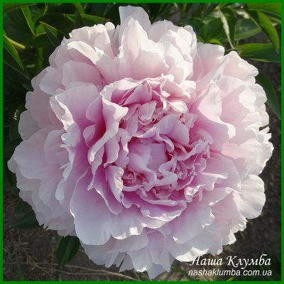 Elise Renault. Doriat'1927, France. 349 фото