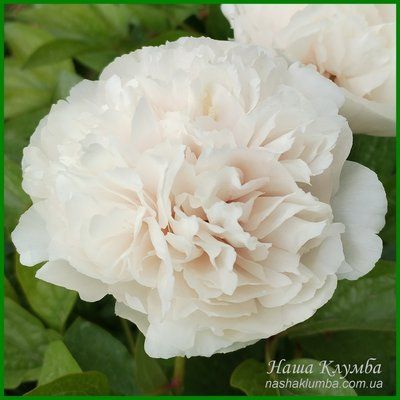 Ellen Rosa.Origin unknown. 446 фото