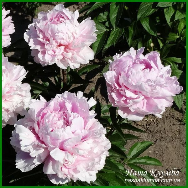 Elise Renault. Doriat'1927, France. 349 фото