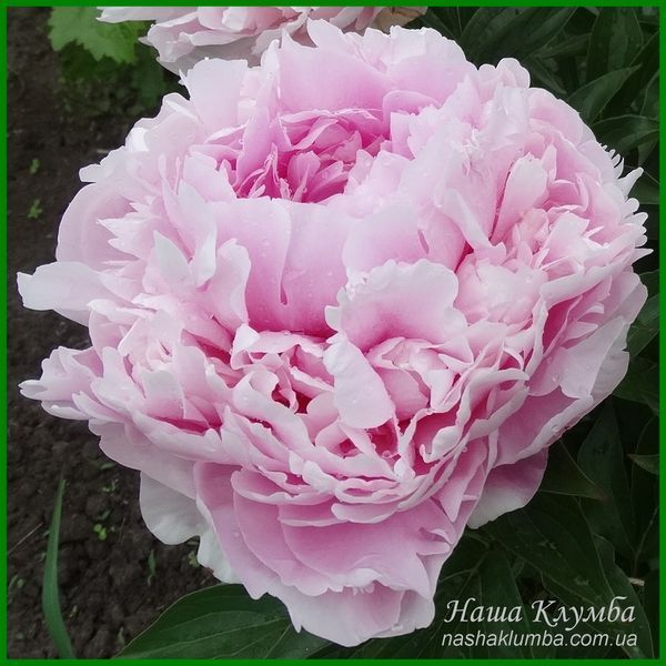 Elise Renault. Doriat'1927, France. 349 фото