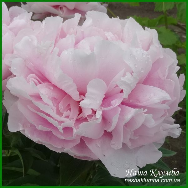 Elise Renault. Doriat'1927, France. 349 фото