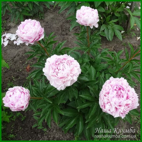 Elise Renault. Doriat'1927, France. 349 фото