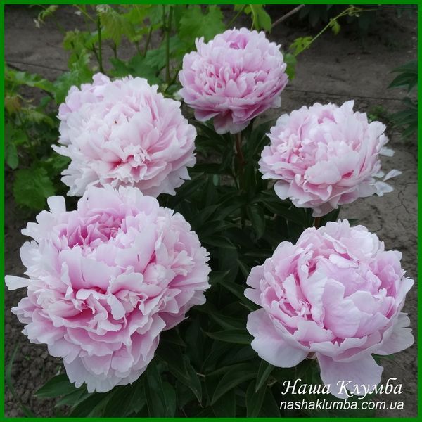 Elise Renault. Doriat'1927, France. 349 фото