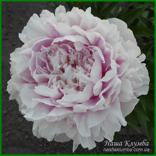 Elise Renault. Doriat'1927, France. 349 фото
