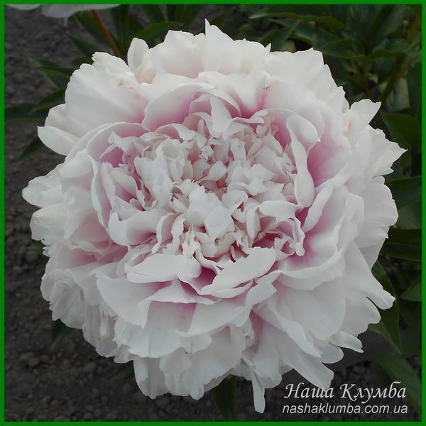 Elise Renault. Doriat'1927, France. 349 фото