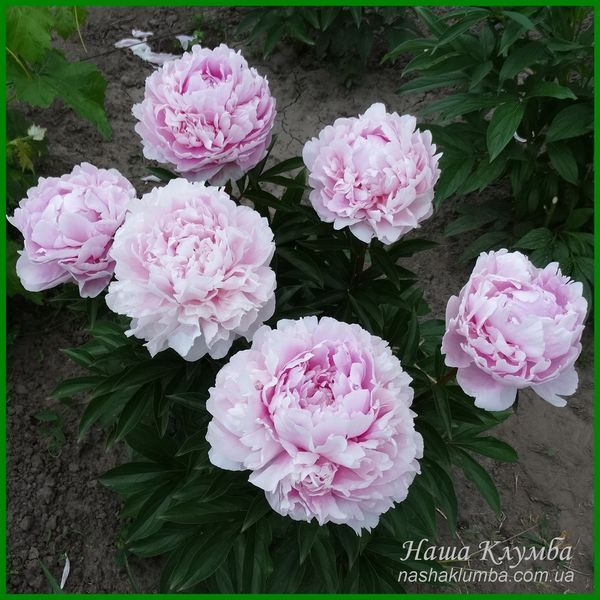 Elise Renault. Doriat'1927, France. 349 фото