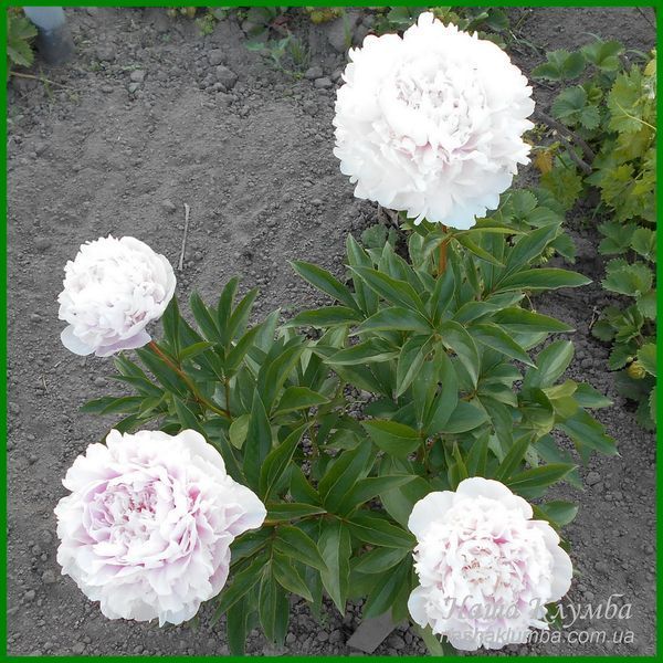 Elise Renault. Doriat'1927, France. 349 фото