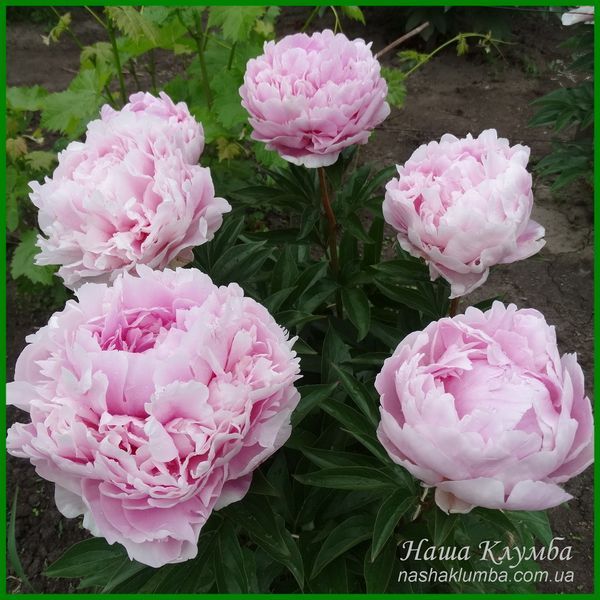 Elise Renault. Doriat'1927, France. 349 фото