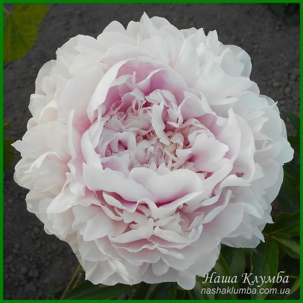 Elise Renault. Doriat'1927, France. 349 фото