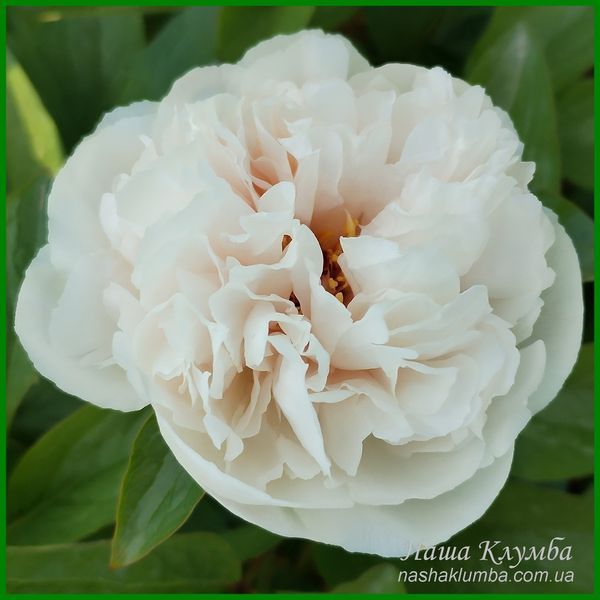 Ellen Rosa.Origin unknown. 446 фото
