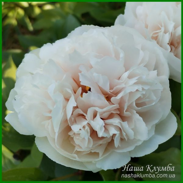 Ellen Rosa.Origin unknown. 446 фото