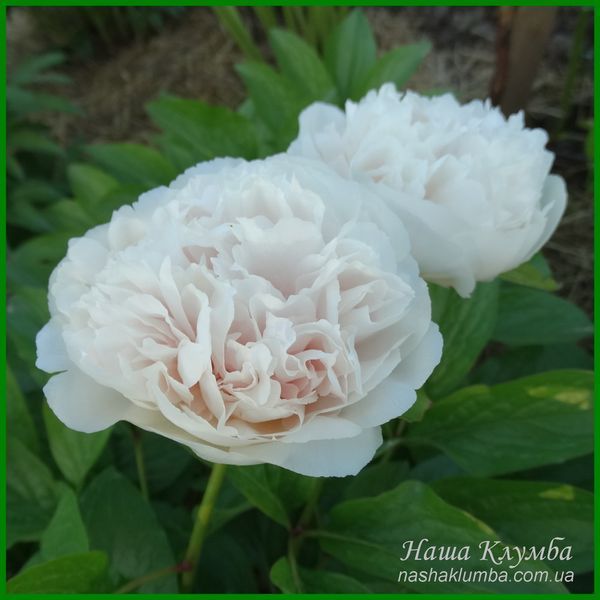 Ellen Rosa.Origin unknown. 446 фото