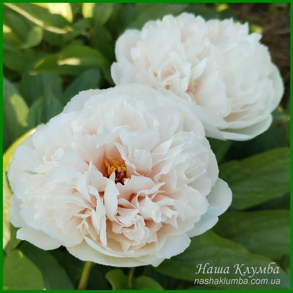 Ellen Rosa.Origin unknown. 446 фото