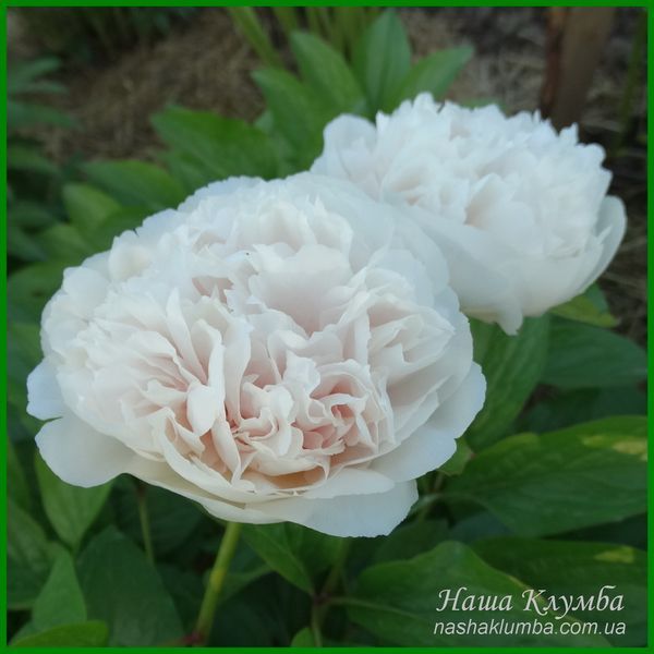 Ellen Rosa.Origin unknown. 446 фото
