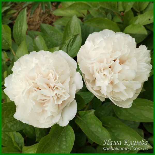 Ellen Rosa.Origin unknown. 446 фото