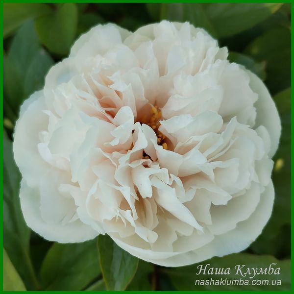 Ellen Rosa.Origin unknown. 446 фото