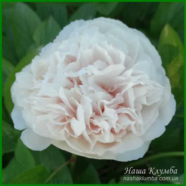 Ellen Rosa.Origin unknown. 446 фото