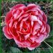 Coral Magic. Klehm'1998, USA. 396 фото 1