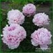 Elise Renault. Doriat'1927, France. 349 фото 2