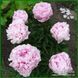 Elise Renault. Doriat'1927, France. 349 фото 3