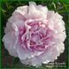 Elise Renault. Doriat'1927, France. 349 фото 1