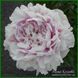 Elise Renault. Doriat'1927, France. 349 фото 6