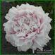Elise Renault. Doriat'1927, France. 349 фото 5