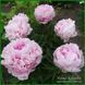 Elise Renault. Doriat'1927, France. 349 фото 13