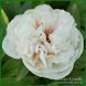 Ellen Rosa.Origin unknown. 446 фото 3