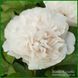 Ellen Rosa.Origin unknown. 446 фото 1