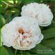 Ellen Rosa.Origin unknown. 446 фото 7