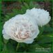 Ellen Rosa.Origin unknown. 446 фото 6
