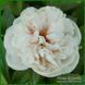 Ellen Rosa.Origin unknown. 446 фото 8