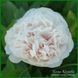 Ellen Rosa.Origin unknown. 446 фото 2