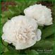 Ellen Rosa.Origin unknown. 446 фото 4