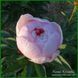 Lullaby Coos. Klehm'2003, USA. 449 фото 3
