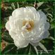 Lullaby Coos. Klehm'2003, USA. 449 фото 4