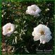 Lullaby Coos. Klehm'2003, USA. 449 фото 6