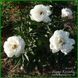Lullaby Coos. Klehm'2003, USA. 449 фото 7