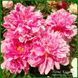 Prairie Princess. Hollingsworth'1984, USА.