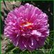 Prairie Princess. Hollingsworth'1984, USА.