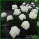Touch of Class. Klehm'1999, USA. 352 фото 2